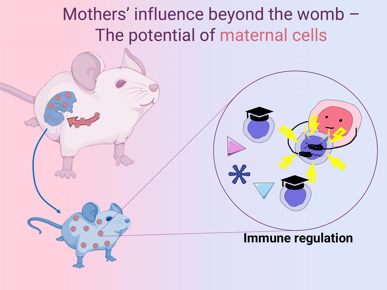 Mother's cells acquired by babies may help regulate their immune system -  School of Science, the University of Tokyo