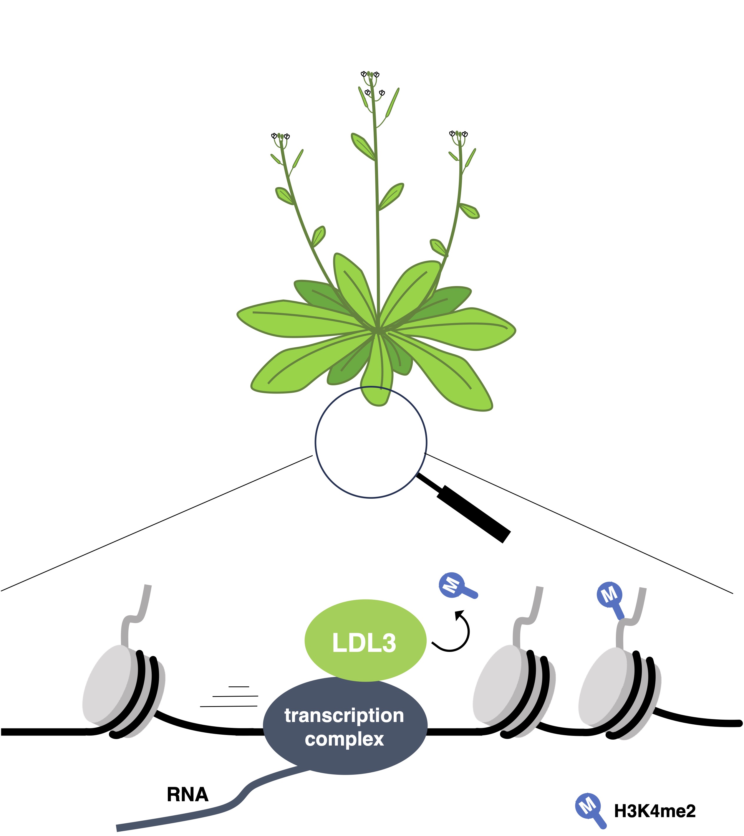 How do plants adapt to changing environments? 