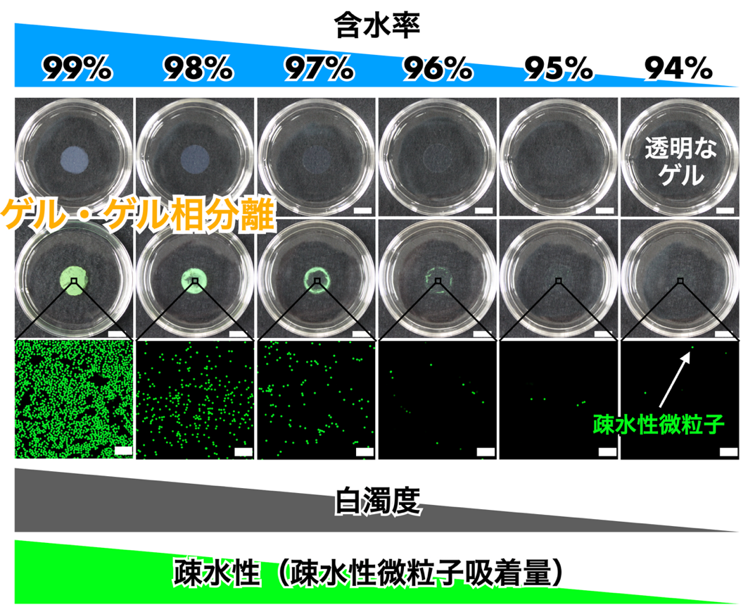 Percolation-induced gel–gel phase separation in a dilute polymer