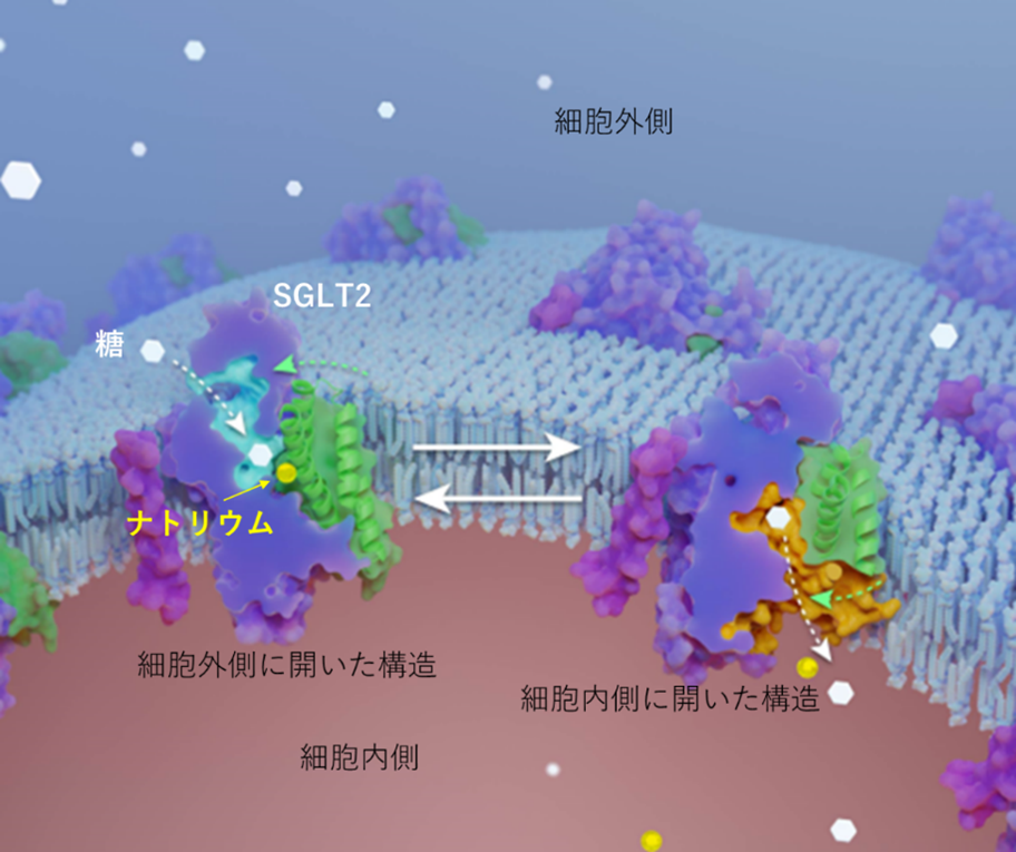 SGLT2の細胞内への糖取り込み機構をクライオ電子顕微鏡解析にて解明