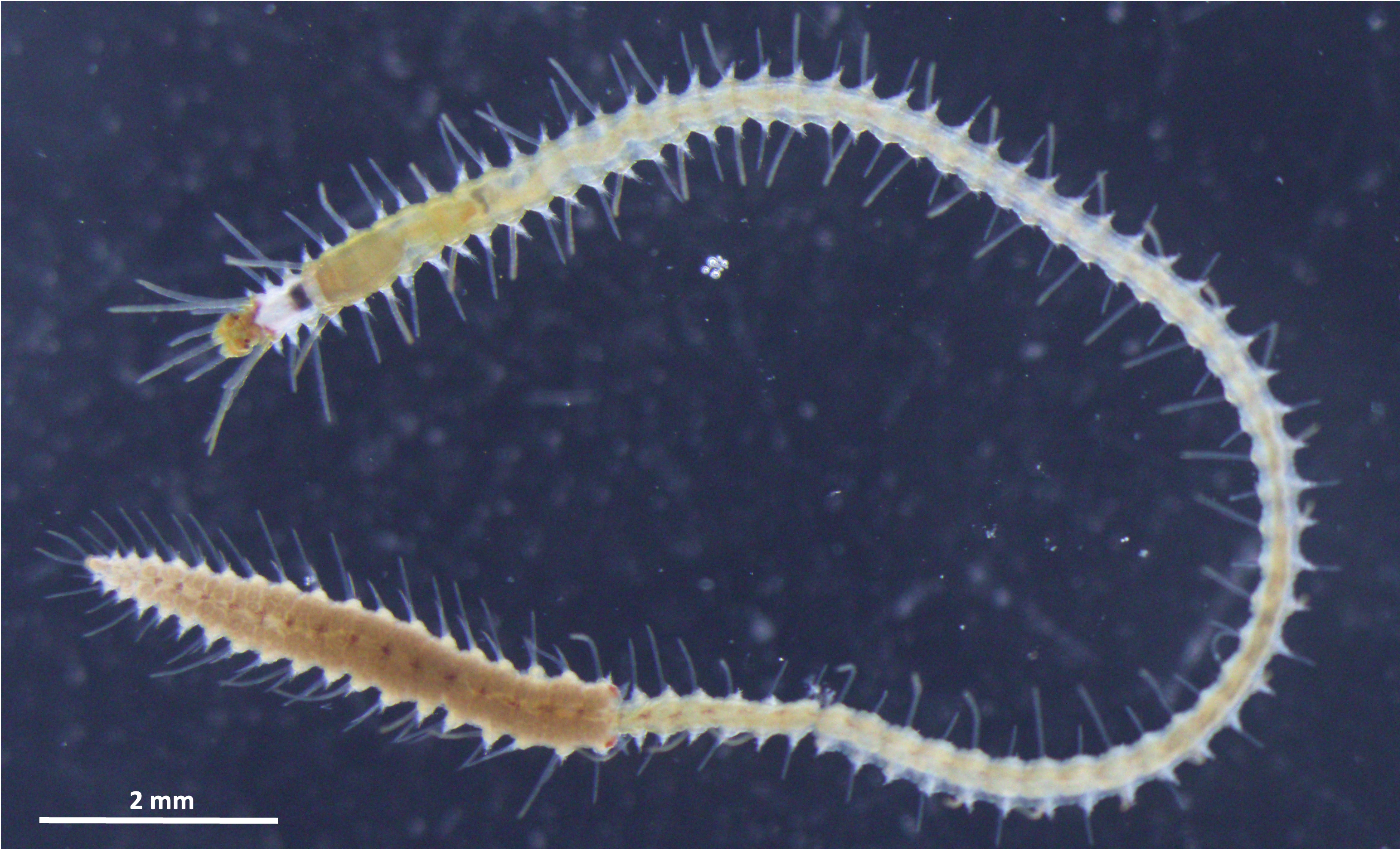 This sea worm’s butt swims away, and now scientists know how.