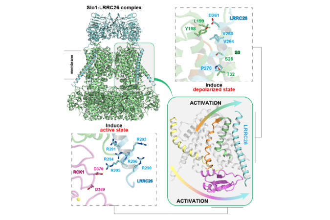 1種類のタンパク質によるイオンチャネルの二成分制御機構の解明