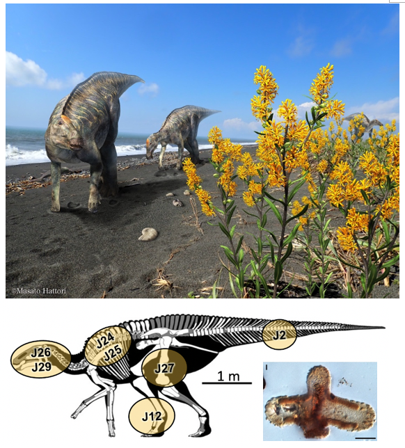 国内最大の恐竜全身骨格カムイサウルス（むかわ竜）共産の白亜紀末期の被子植物花粉化石を発見