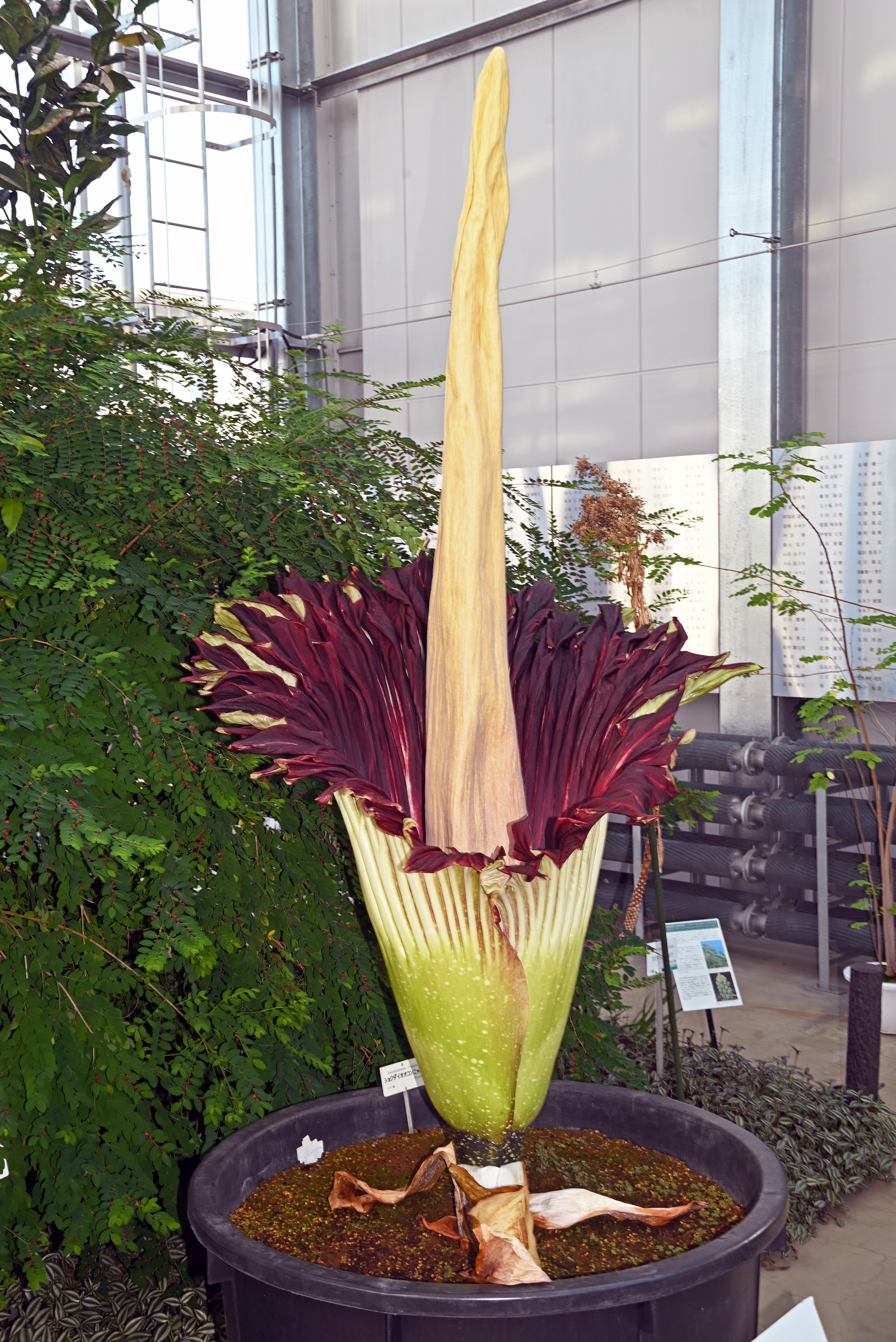 Amorphophallus titanum blooms for the first time in 13 years