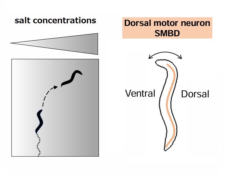 Follow the salt: connecting salt concentrations and motion in roundworms