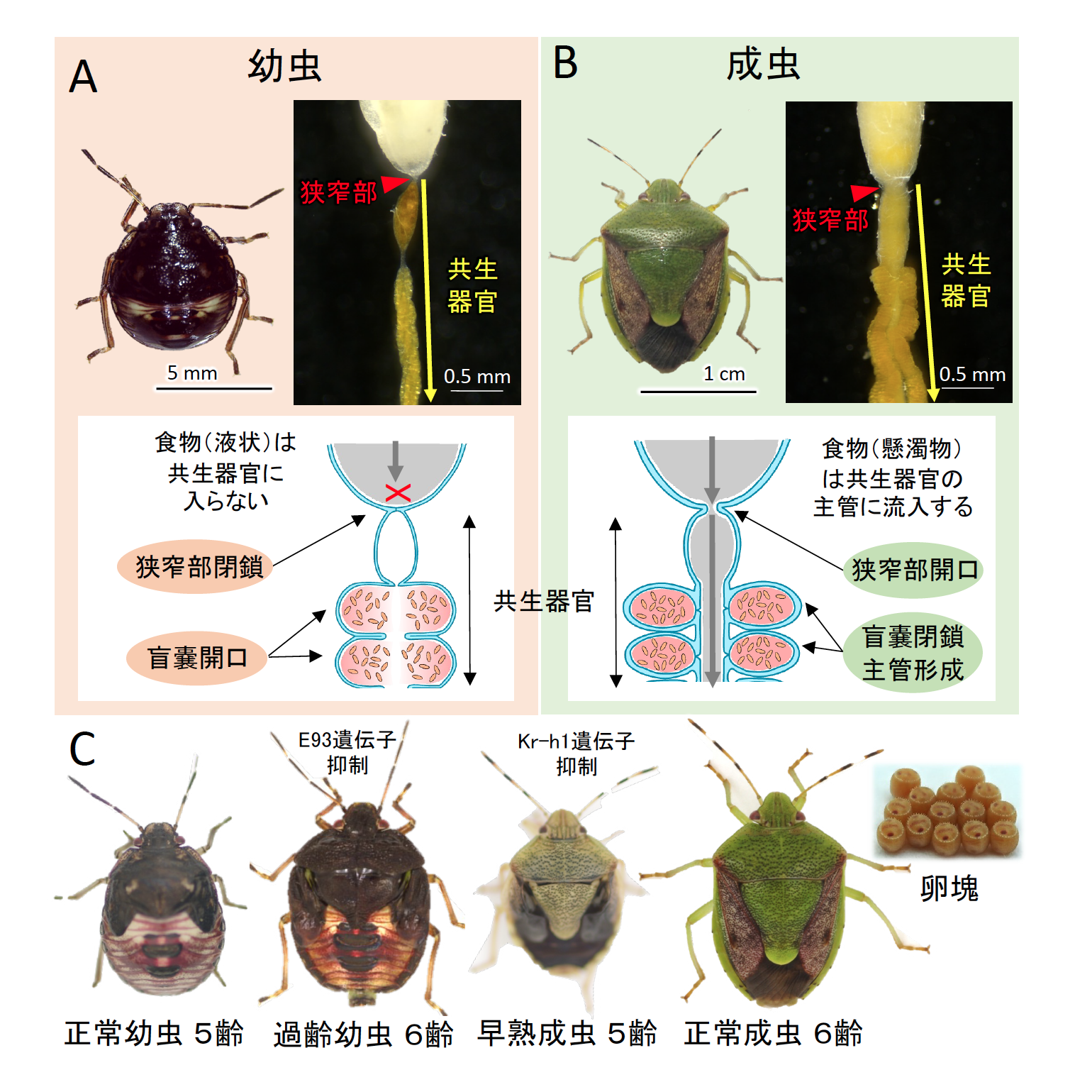 Symbiotic organs and symbiotic bacteria regulated in insect metamorphosis.