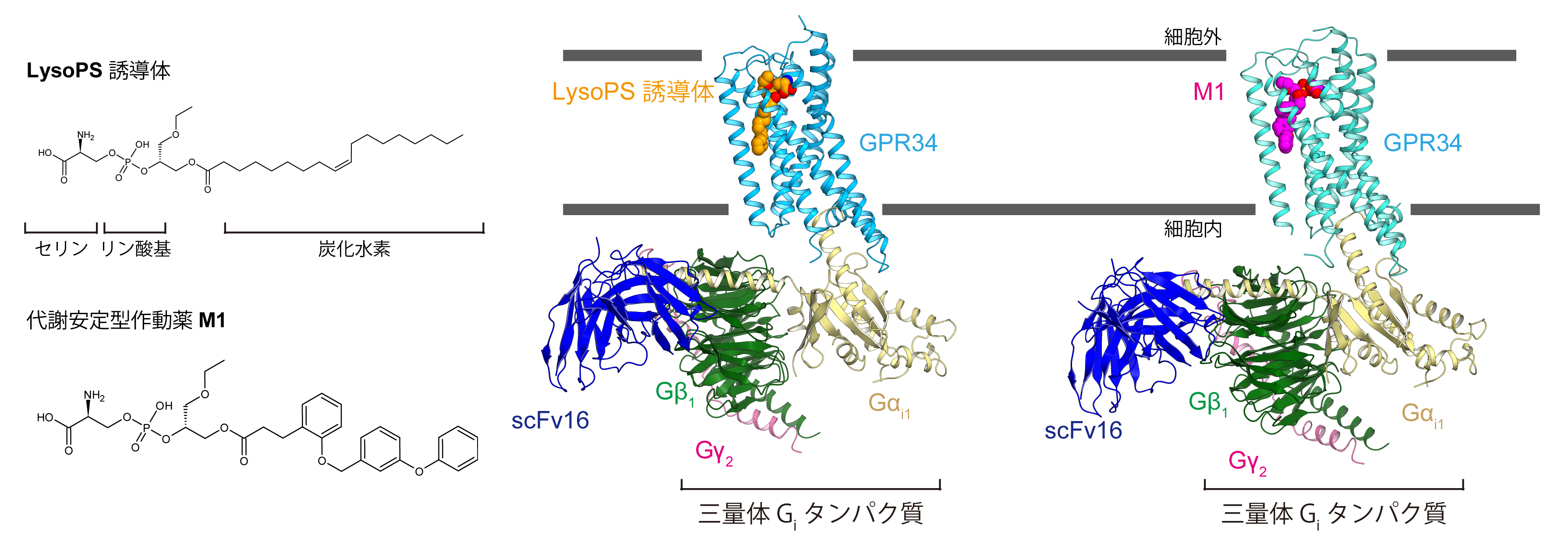 Structure of the active form of the LysoPS receptor involved in immune responses