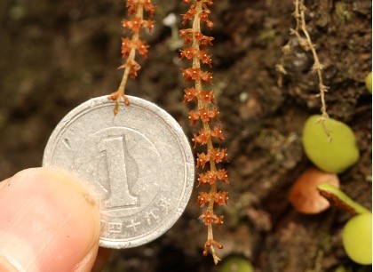 世界最小級のラン科植物の送粉者を解明