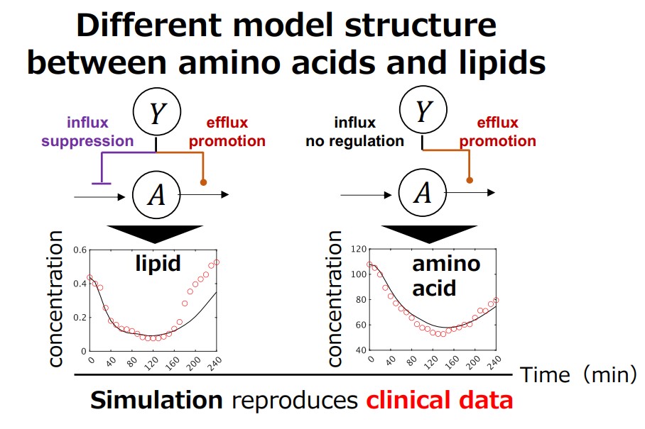 Model selection reveals selective regulation of blood amino acid and lipid metabolism by insulin in humans