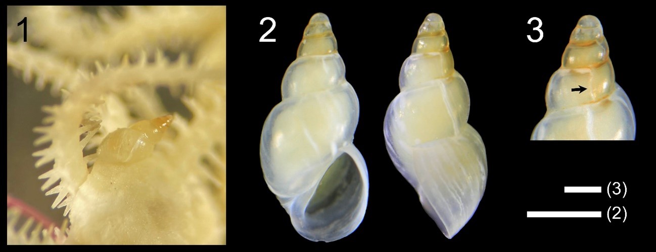 A new species of parasitic mollusk, 1.6 mm in length, was discovered!