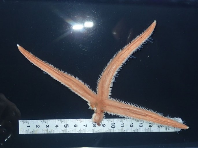 Discovery of a new species of starfish the Sazare-suna-hitode