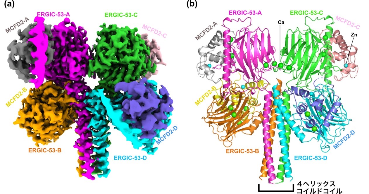 Cryo-EM reveals the full-length structure of the cargo receptor, which is essential for normal secretion of blood coagulation factors