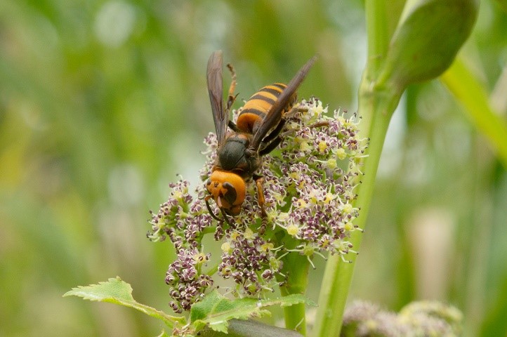 スズメバチ類に受粉される新たな植物の発見