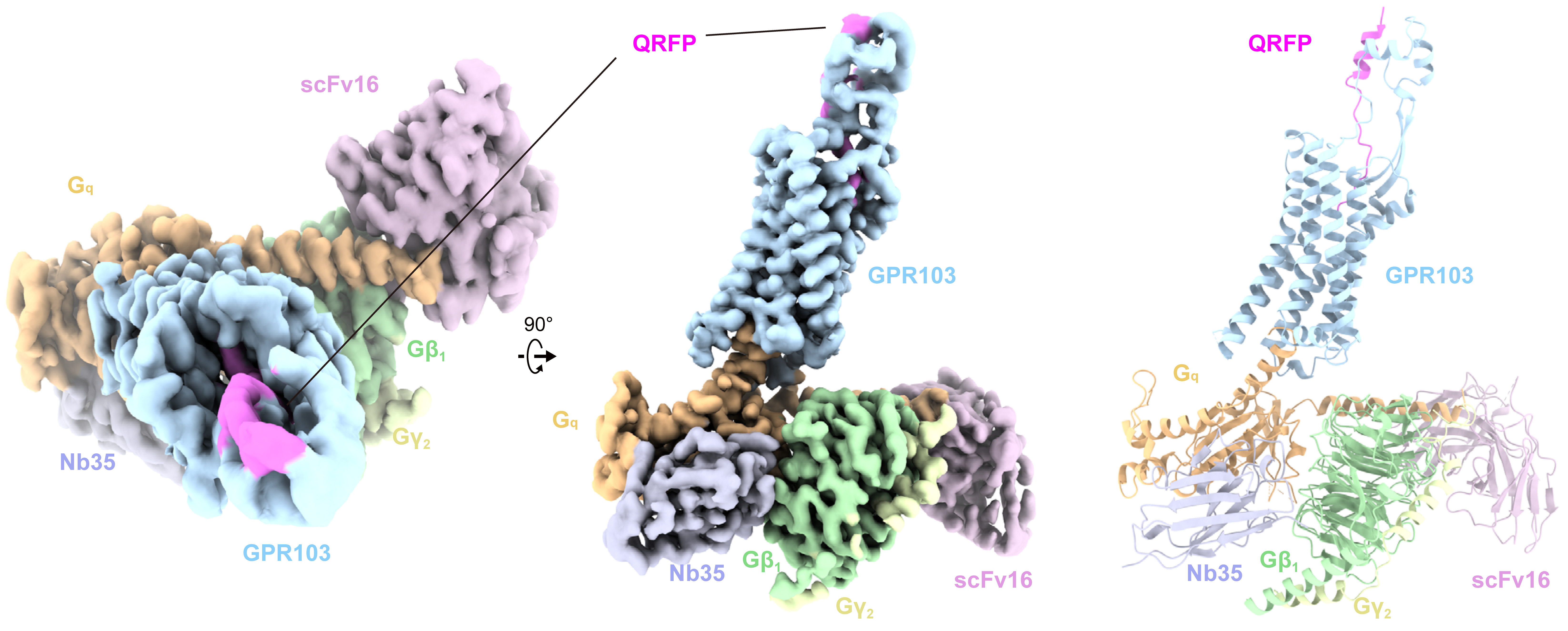 Elucidating the structure of the QRFP receptor, which regulates metabolism and appetite