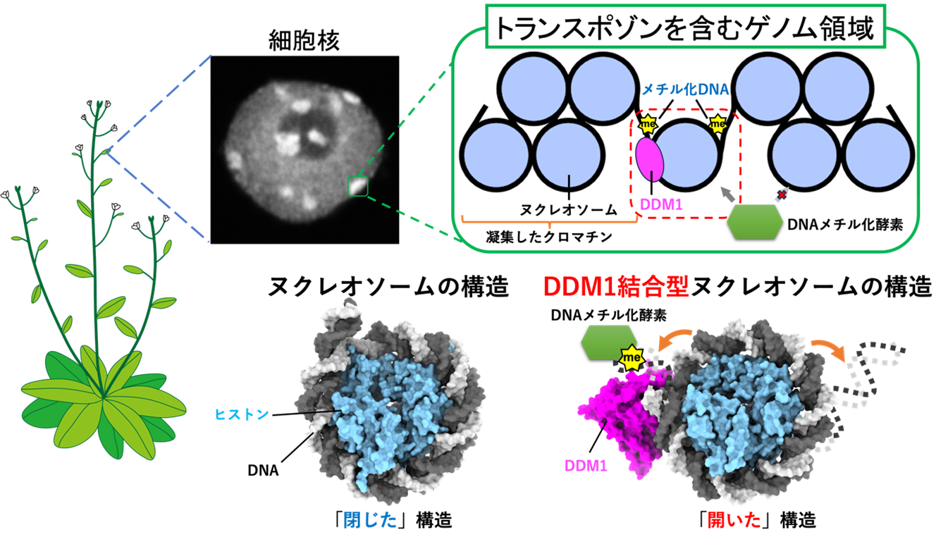 トランスポゾン抑制因子DDM1が ヌクレオソームを「ほどいて開く」基盤構造を解明 ～トランスポゾン発現抑制に必要なエピゲノム維持機構が明らかに～