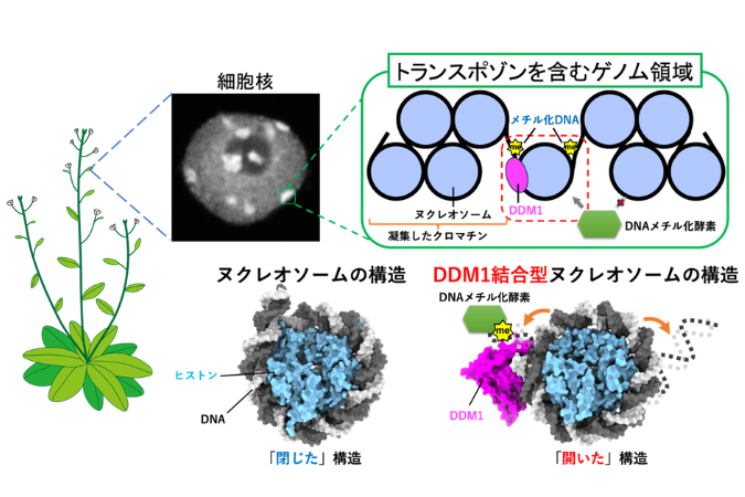 トランスポゾン抑制因子DDM1がヌクレオソームを「ほどいて開く」基盤構造を解明