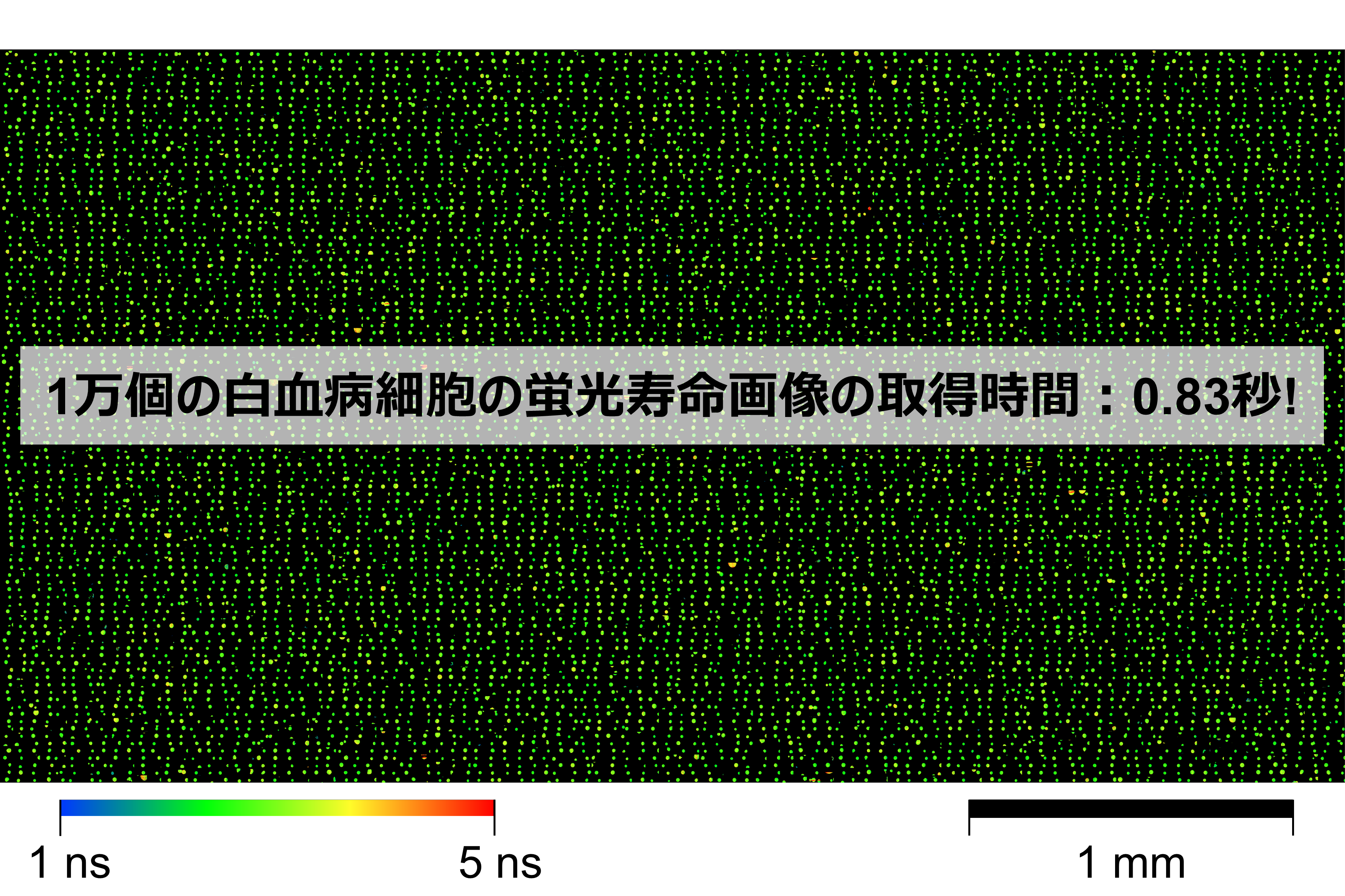 細胞解析の新展開：世界最高速の蛍光寿命顕微鏡を開発