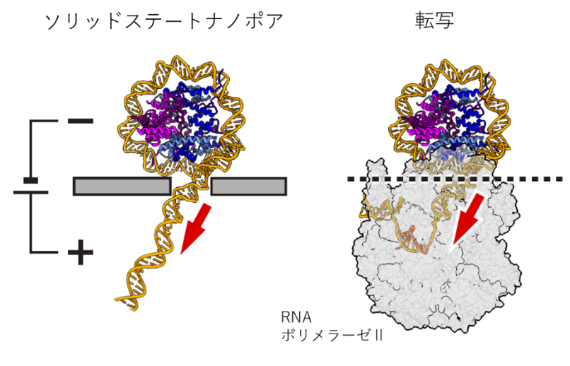 ヒストンに巻かれているDNAを転写時に引き剥がす分子機構を解明