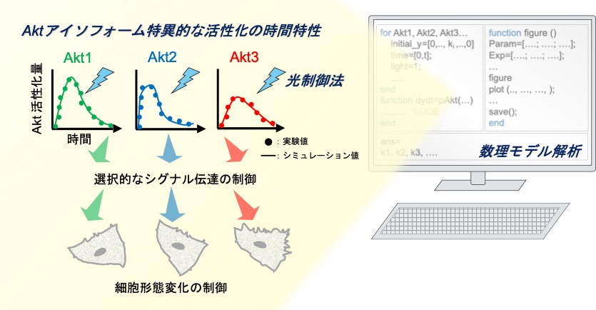 Elucidation of the temporal characteristics of enzymes using mathematical models