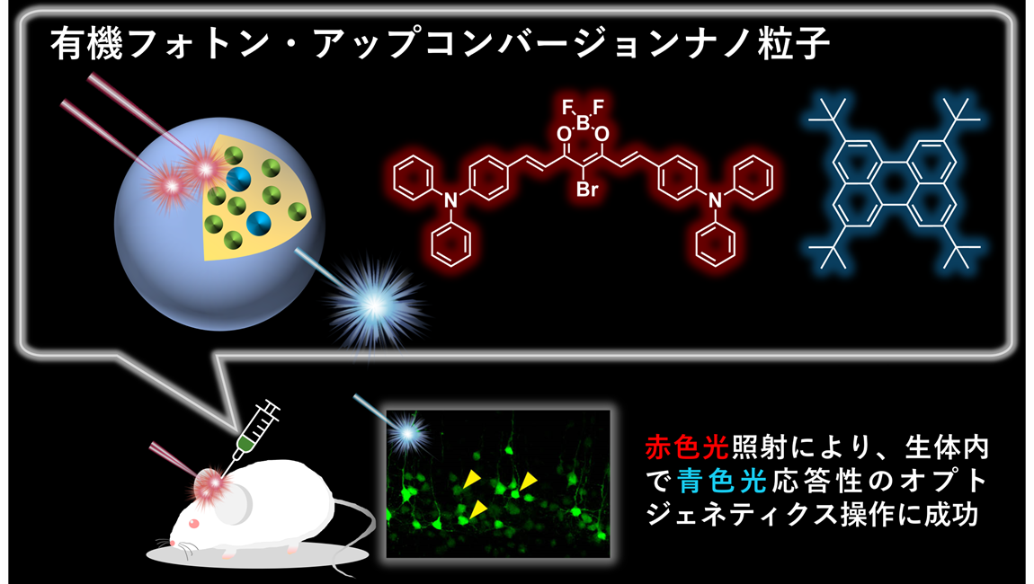 有機フォトン・アップコンバージョン粒子による神経細胞の光操作に成功