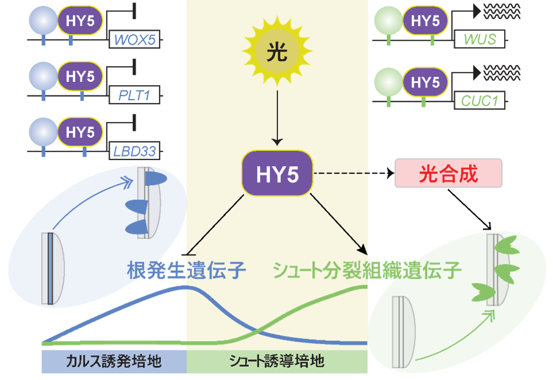 光が植物の再生運命を決める