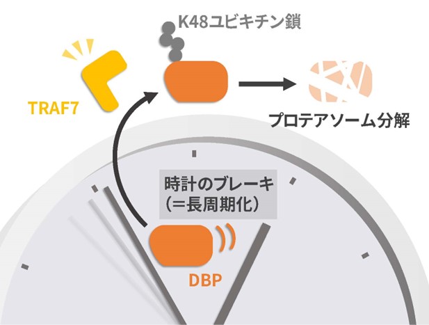 タンパク質量の24時間リズムに関与する分解制御因子を発見