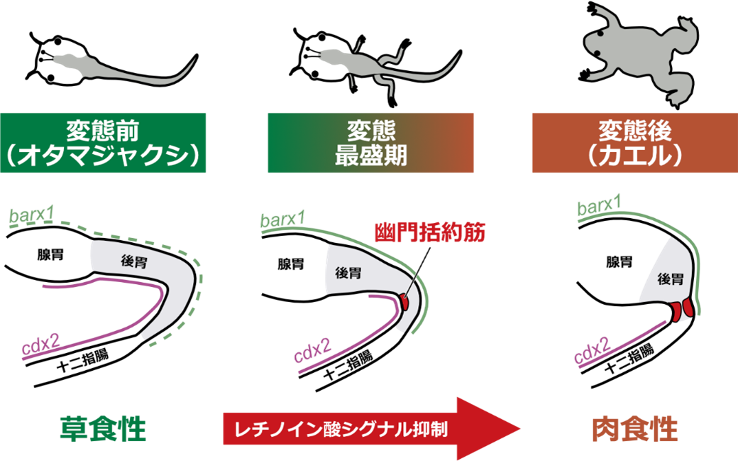 オタマジャクシからカエルへの変態に伴う幽門括約筋形成のしくみ