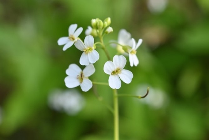 野生植物の気候適応をゲノム解析から解明