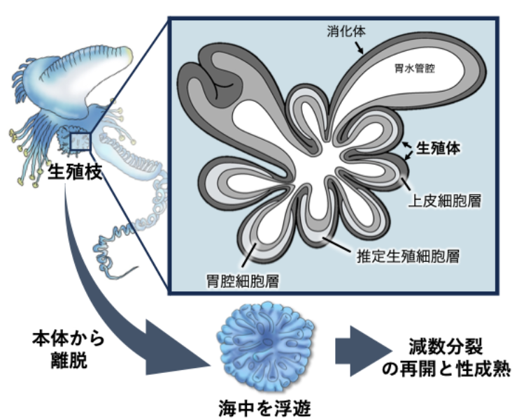 猛毒「カツオノエボシ」繁殖生態の一端を解明