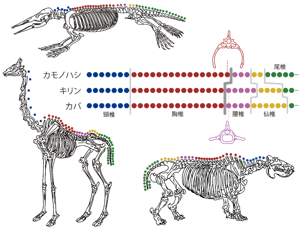 動物の種をまたぐ「背骨数ルール」を発見