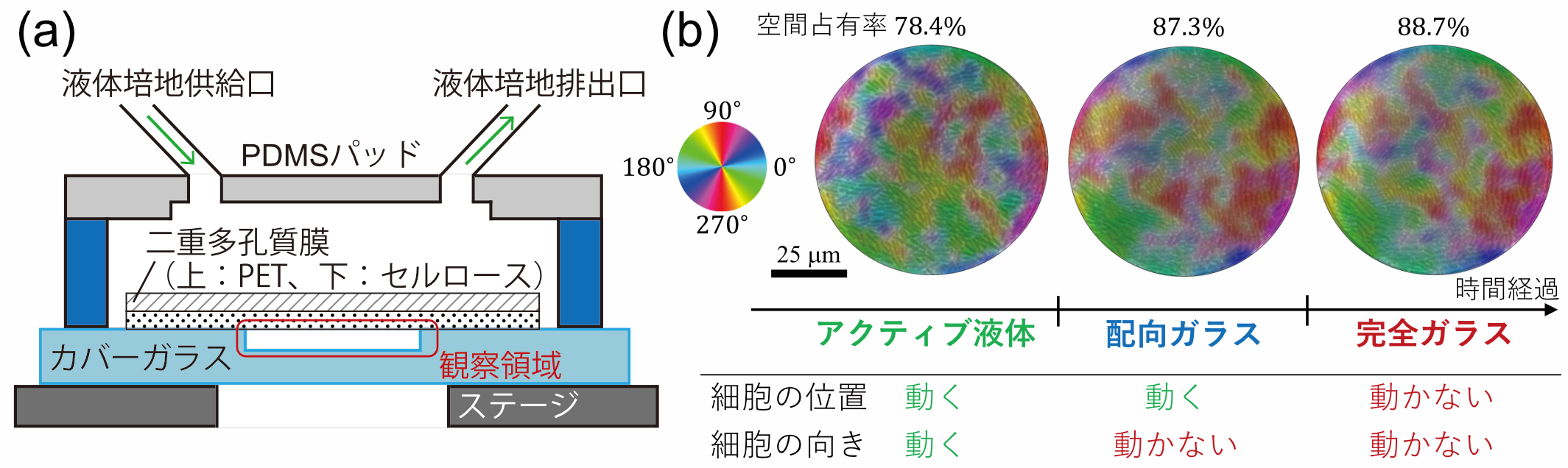 学部生に伝える研究最前線「バクテリアが密集したらガラスになった」