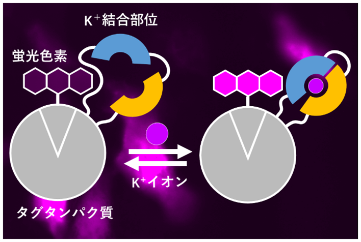 細胞内のカリウムイオンを赤く光らせる～ 高性能な化学遺伝学蛍光センサーを開発～