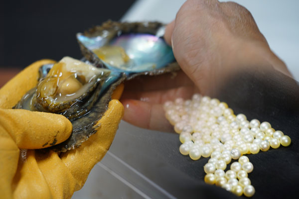 「三浦真珠プロジェクト」ミキモト・神奈川県との共同養殖真珠の浜揚げを実施