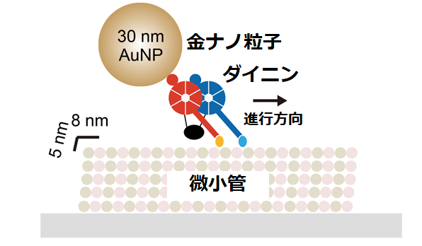 二本足のリニア分子モーターダイニンは小さな歩幅でふらふら歩く