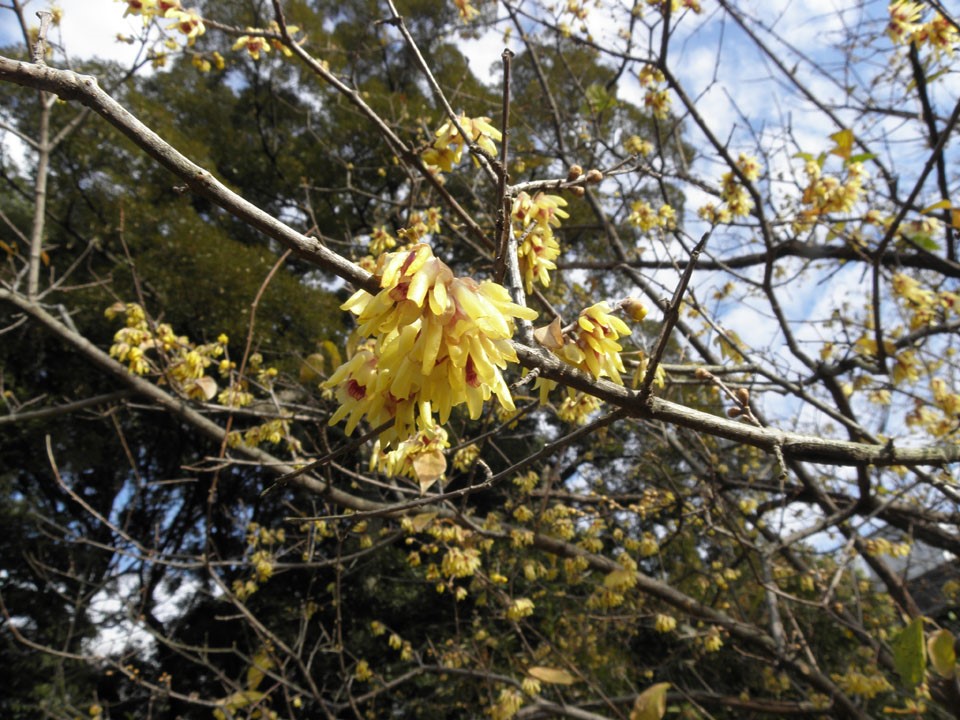 第106回小石川植物園市民セミナーのご案内
