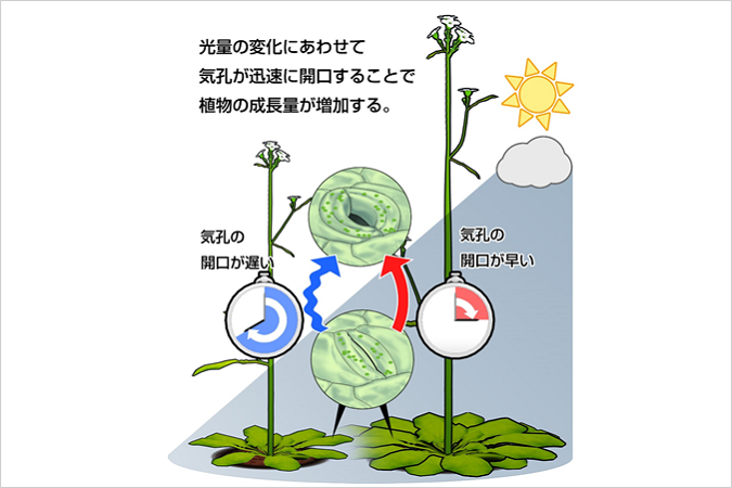 気孔をすばやく開かせることで、野外における植物の成長促進に成功