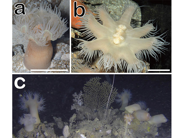 学部生に伝える研究最前線　水族館で発見された新種のイソギンチャク！？
