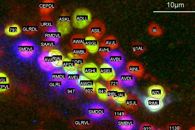 Rapid, automatic identification of individual, live brain cells