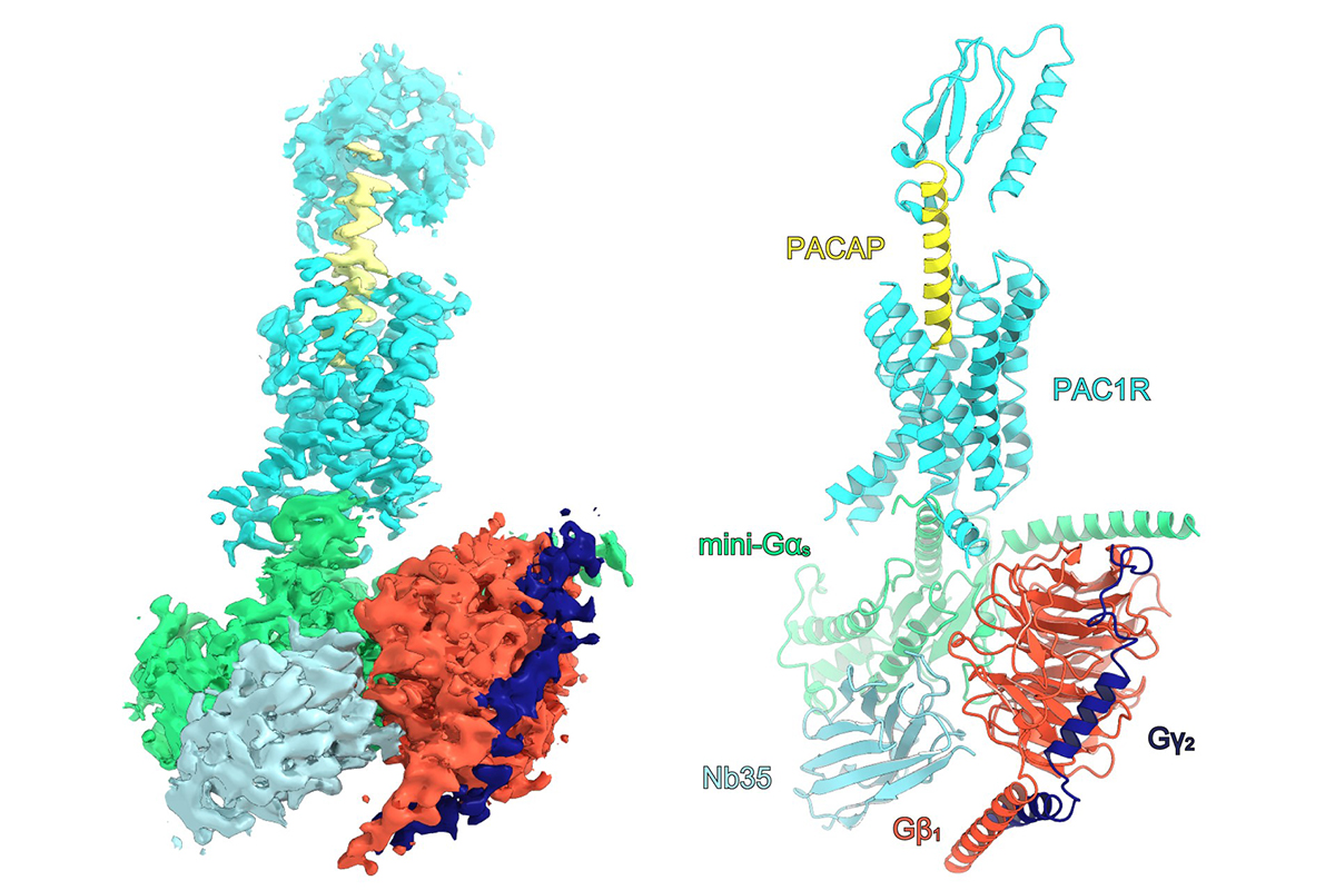 【UTokyo FOCUS】Protein implicated in dry eye and PTSD visualized at atomic level 