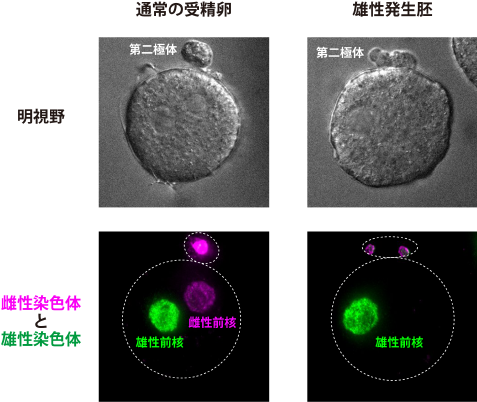 難しい技術を使わずに受精卵から卵子の染色体だけを取り除くことに成功