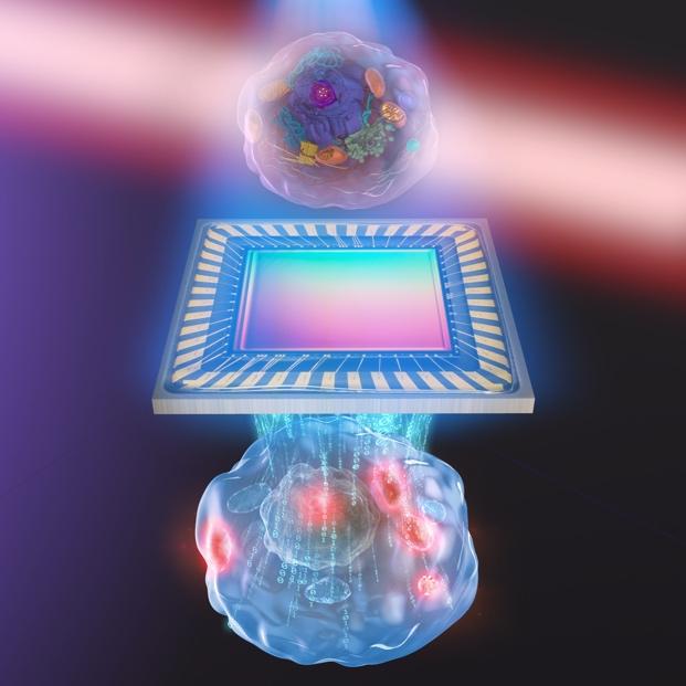 Unprecedented 3D images of live cells plus details of molecules inside