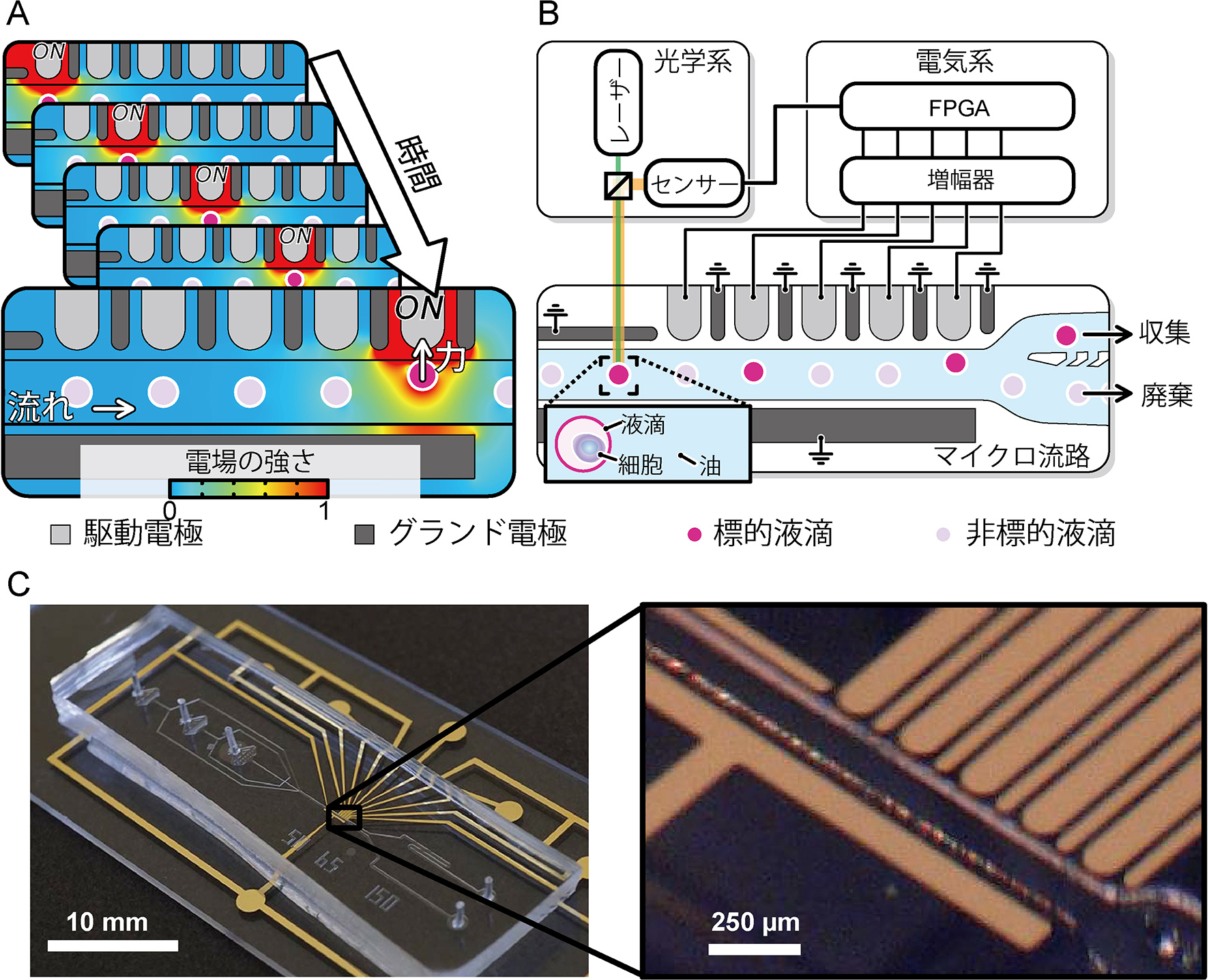 細胞培養用の液滴カプセルの超高速分取技術を開発