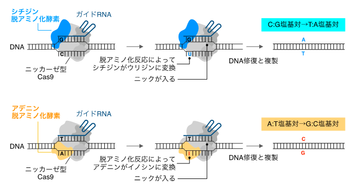 狙ったDNA配列にC→TとA→Gの同時塩基置換を誘導する新ゲノム編集技術