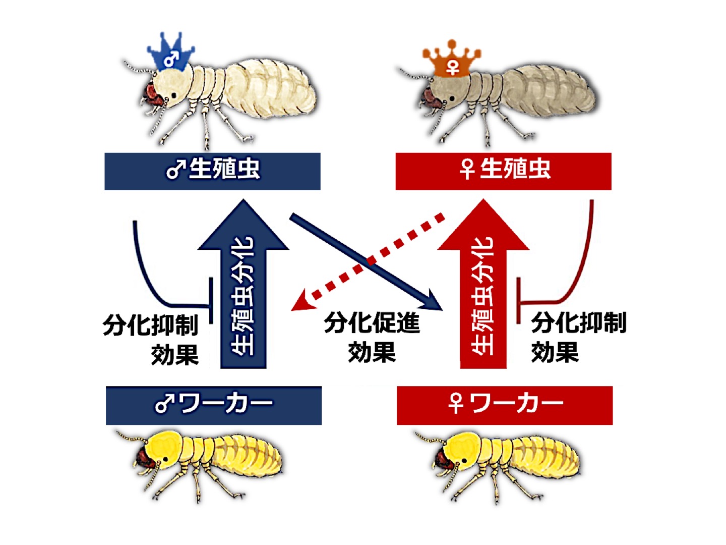 シロアリにおける生殖虫分化：異性による生理調節機構の解明
