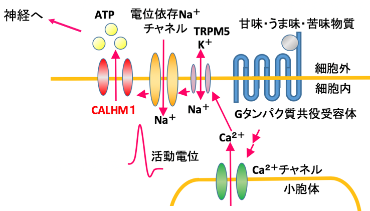 Success in Visualizing the Structure of ATP Channels Required for Recognition of Sweet, Umami, and Bitter Taste Substances