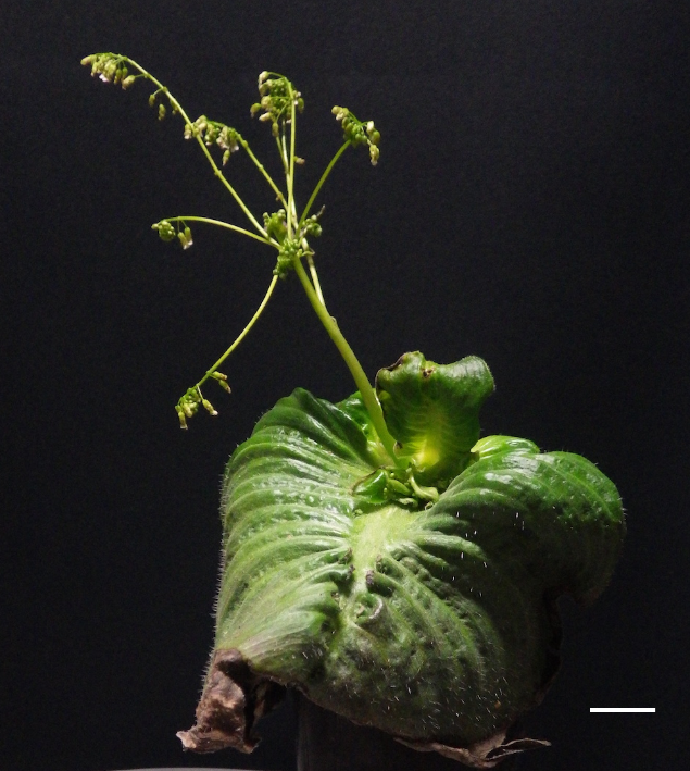 Plant living with only one leaf reveals fundamental genetics of plant growth