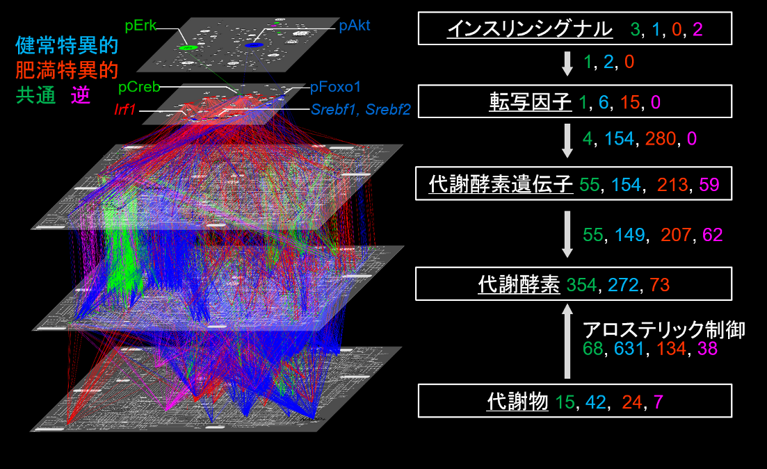 健常状態と肥満状態における肝臓での血糖制御ネットワークの変化は非常に広範に及ぶ