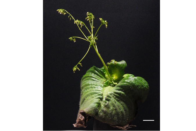 Plant living with only one leaf reveals fundamental genetics of plant growth 