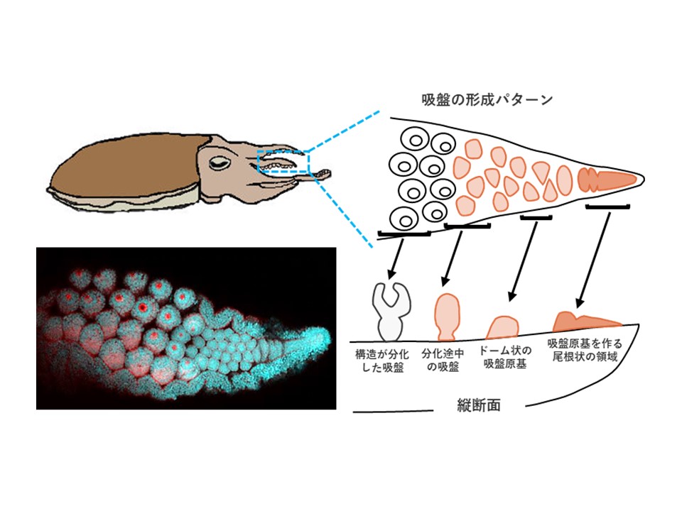 Elucidation of sucker formation patterns in cuttlefish