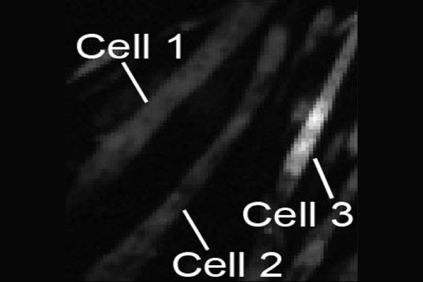 Different responses in individual cells give muscles more control 